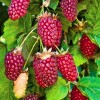 Саженец ежемалины Логан Берри (Loganberry)