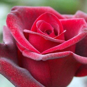 Роза Гранд гала(чайно-гибридная)