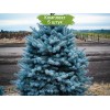 Саженцы Ели колючая Глаука Мэджестик Блу  (Glauca Majestic Blue) (Саженцы до 25 см) -  5 шт.