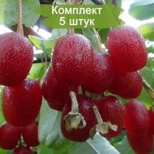 Комплект 5шт / Гуми Таиса (Предзаказ)