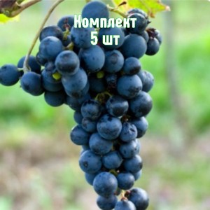 Комплект 5шт / Виноград Амур