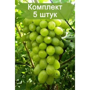Комплект 5шт / Виноград Вега Запорожская (Ранний/Белый)