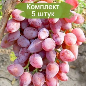 Комплект 5шт / Виноград Виктор-3 (Поздний/Розовый)