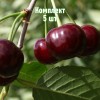 Комплект 5шт / Вишня Ровесница: фото и описание