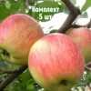 Комплект 5шт / Яблоня Зимний Шафран: фото и описание