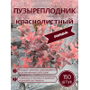 Пузыреплодник краснолистный /опт 150 шт саженцы