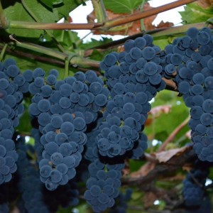 Виноград Амурский прорыв (Средний/Фиолетовый)