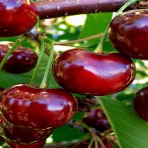 Вишня Орлица